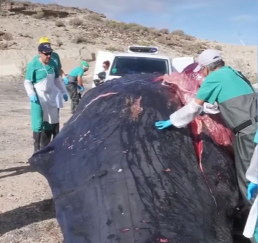 Siete cetáceos muertos en Canarias en 10 días: colapso en aguas de las islas Siete cetáceos muertos en Canarias en 10 días: colapso en aguas de las islas